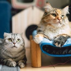 画像1: ねこちやん (1)