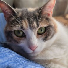 画像2: ねこちやん (2)